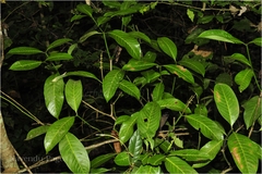 Psychotria adenophylla